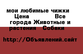 мои любимые чижки › Цена ­ 15 000 - Все города Животные и растения » Собаки   
